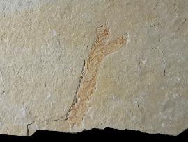 Brachyphyllum cf. nepos SAPORTA - Bild © FossNet FossilienStore